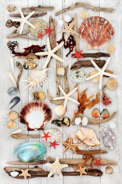 istock Seashell and Driftwood Abstract Art 692605430