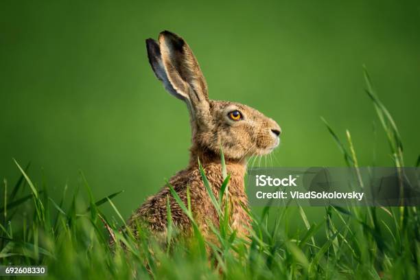 Photo libre de droit de Lepus Europaeus Gros Plan De Lièvre Sauvage Deurope Lièvre Couverte De Gouttes De Rosée Assis Sur Lherbe Verte Sous Le Soleil Seul Wild Hare Brune Assise Sur Le Domaine En Vert De Blé banque d'images et plus d'images libres de droit de Lièvre