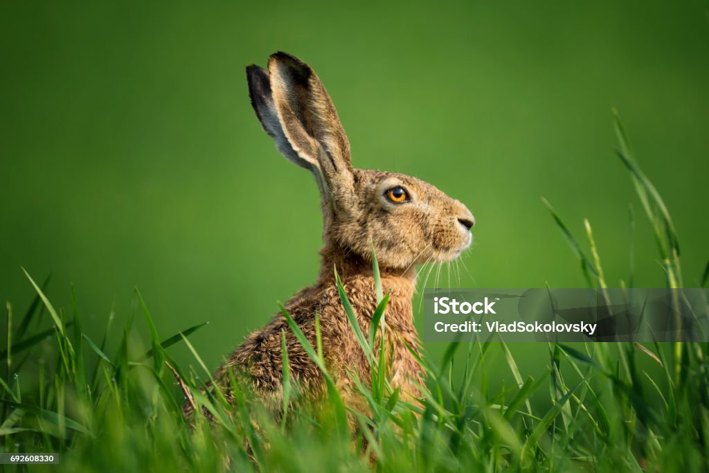 うさぎ座の Europaeus。ヨーロッパの野生のウサギのクローズ アップ。ウサギは、太陽の下で緑の草の上に座って、露の滴で覆われています。 単一野生の茶色のウサギは小麦の緑分野の上に座って。 - ノウサギのロイヤリティフリーストックフォト