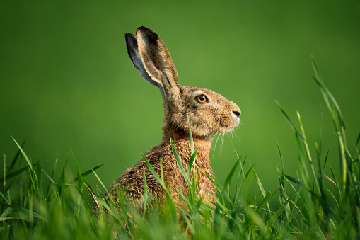 Wild European Hare Close-Up. Hare, Covered With Drops Of Dew, Sitting On The Green Grass Under The Sun.  Single Wild Brown Hare Sitting On The Green Field Of Wheat. Big Wild Hare On Green Background.