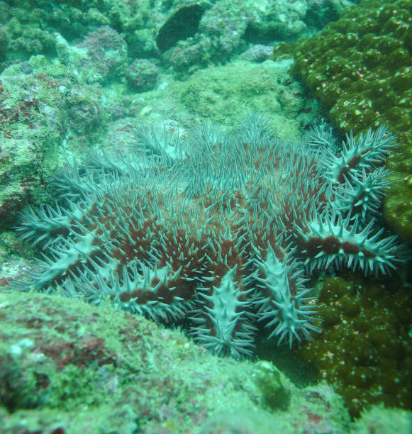 Crown of Thorns Sea Star stock photo