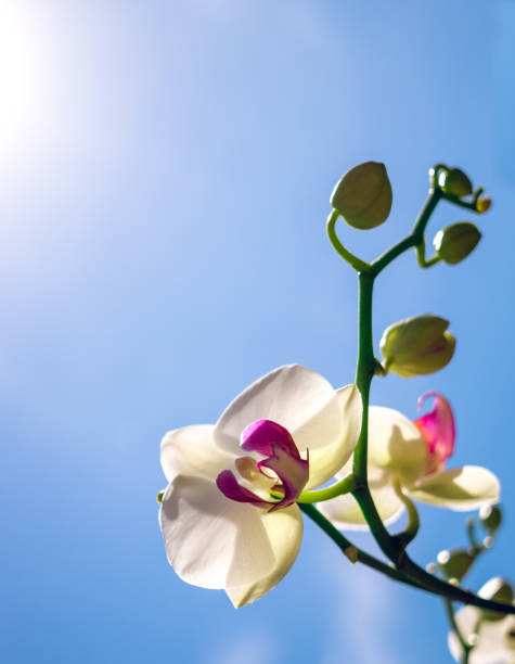 istock White orchid and clear blue sky 692609788