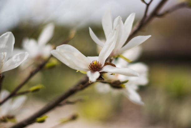 un jardín de primavera fresca con magnolia blanca. concepto de primavera. - sweet magnolia white large flower fotografías e imágenes de stock