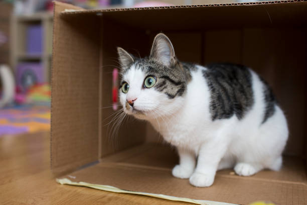 istock cat playing in the cardboard box 692618016