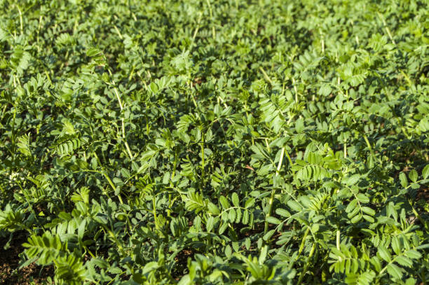 istock Chickpeas cultivated fields, natural and organic green chickpeas field 692619498