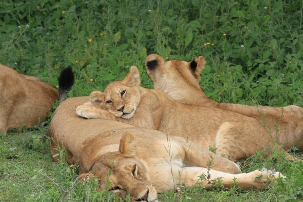 istock Lazy lions at Serengeti 692621670