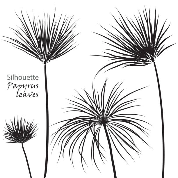 illustrations, cliparts, dessins animés et icônes de papyrus de palmiers tropicaux silhouette laisse noir isolé sur fond blanc. - palm leaf frond leaf backgrounds