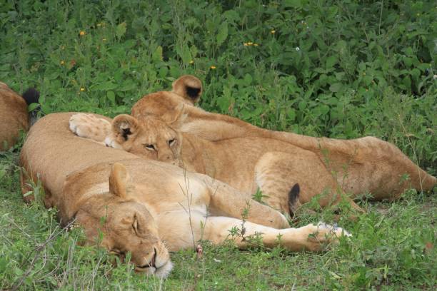 istock Lazy lions at Serengeti 692622000