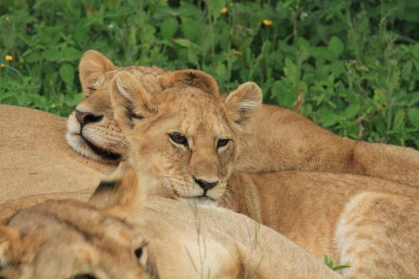 istock Lazy lions at Serengeti 692622554