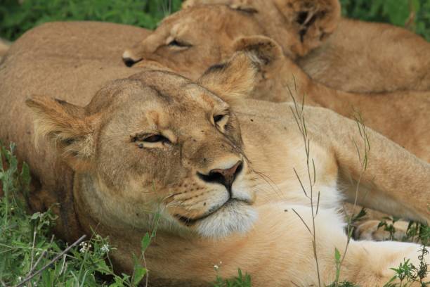 istock Lazy lions at Serengeti 692622560