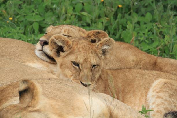 istock Lazy lions at Serengeti 692622650