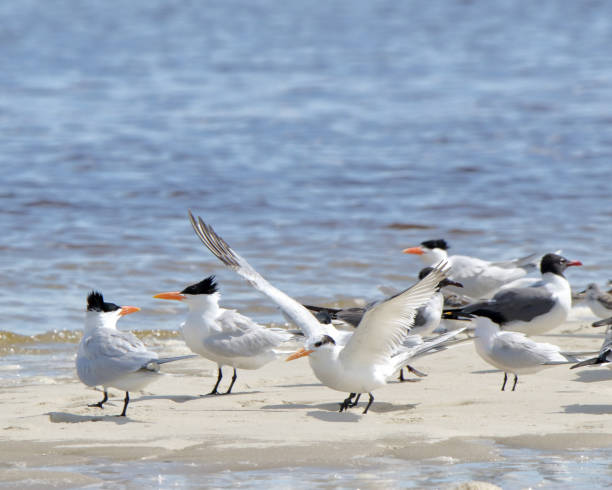 istock Caspian terns and laughing gulls on a sandbar 692622756