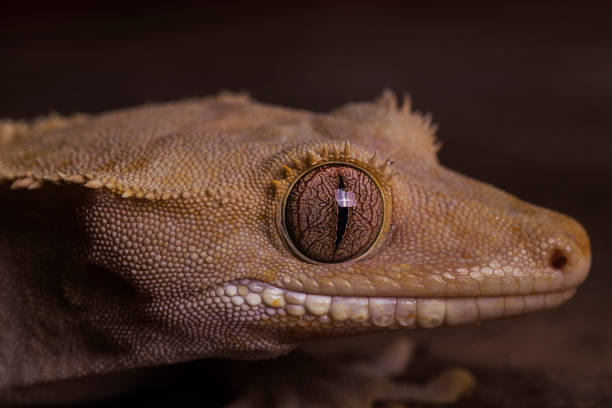 istock Crested Gecko close up in darkness 692627976