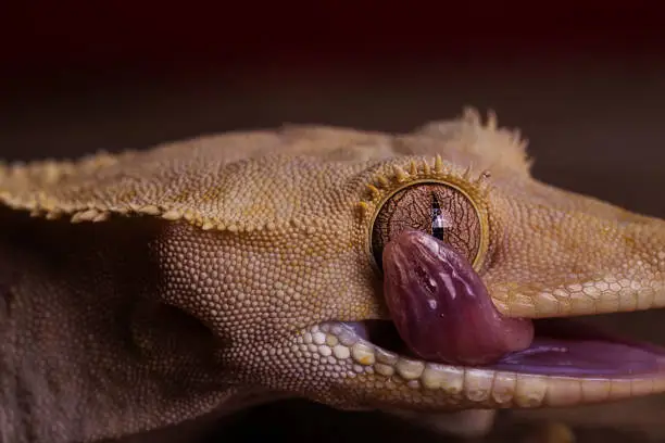 Crested Gecko Licks His Own Eye in darkness
