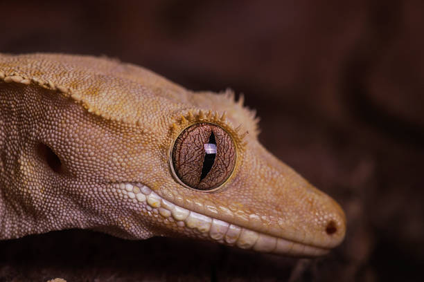 istock Crested Gecko close up in darkness 692627986