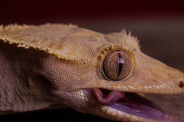 istock Crested Gecko Licks His Own Eye in darkness 692627988