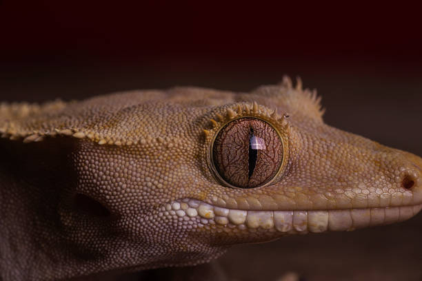 istock Crested Gecko close up in darkness 692627990