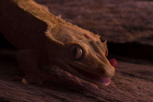 istock Crested Gecko Licks His Own Eye in darkness 692627996