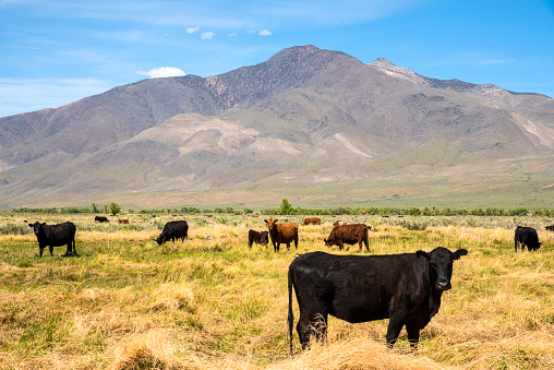 Cattle grazing in the in the Owens Valley east of the Sierra Nevada, California.