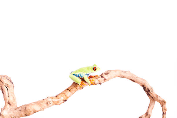 istock Red Eyed Tree Frog on isolated white background 692631040