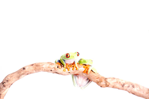 istock Red Eyed Tree Frog on isolated white background 692631042