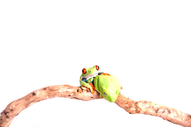 istock Red Eyed Tree Frog on isolated white background 692631046