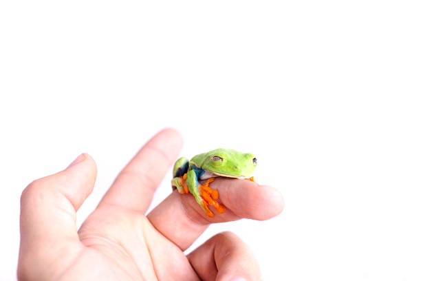 istock Red Eyed Tree Frog on isolated white background 692631056