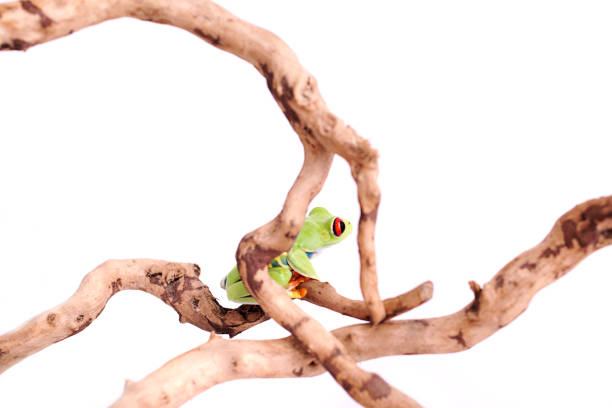 istock Red Eyed Tree Frog on isolated white background 692631082