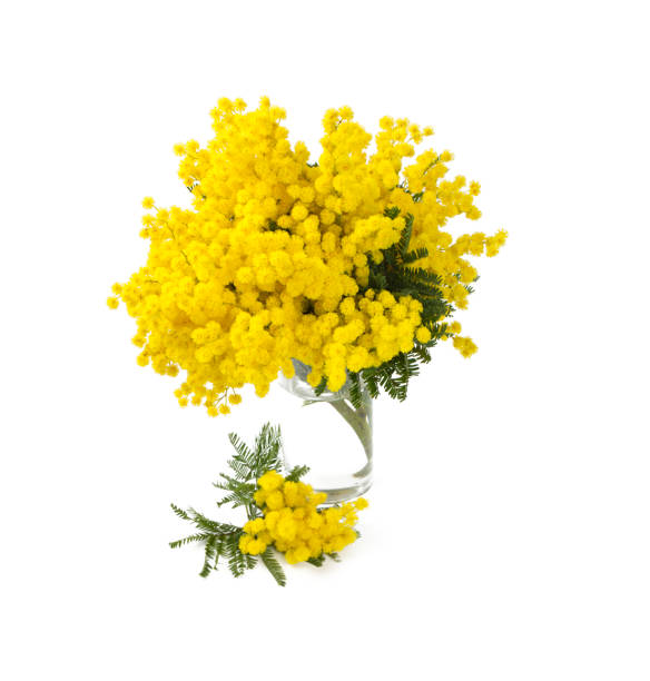 мимоза в стеклянной стеклянной вазе изолирована на белом фоне - daffodil flower yellow vase �стоковые фото и изображения