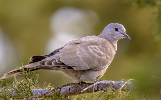 Juvenile Eurasian collared dove (Streptopelia decaocto) on a branch of a conifer on the island of Cyprus