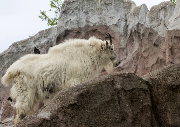 Standing mountain goat on the rock