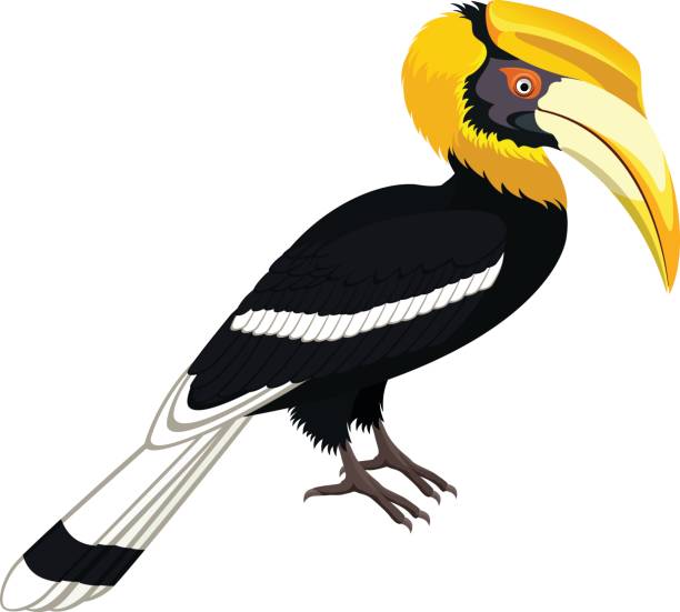 vector gelb abgerechnet hornbill, großes hornbill isoliert - nashornvogel stock-grafiken, -clipart, -cartoons und -symbole