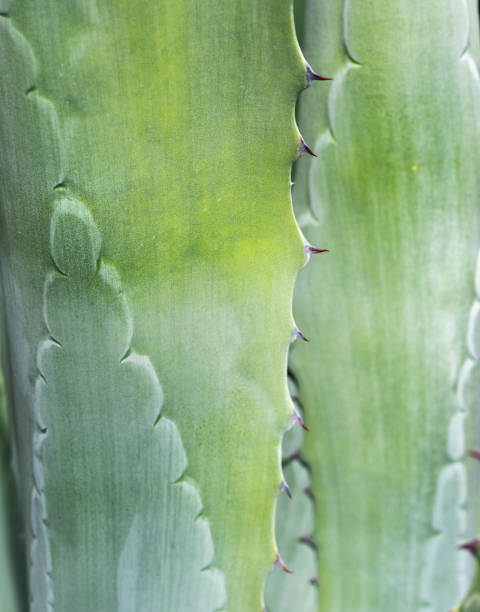 istock Agave Plant Leaves Close-up 692641290
