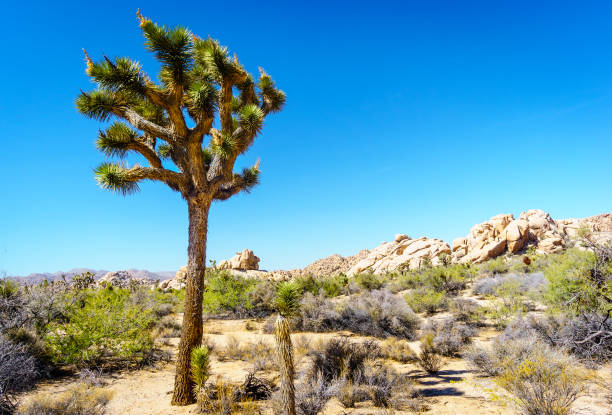 istock Desert Landscape Joshua Tree National Park 692641852