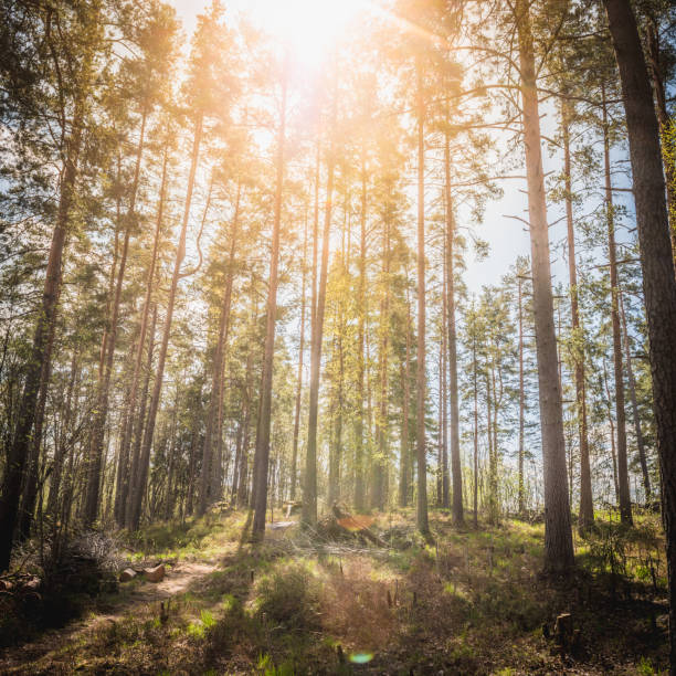 mañana soleada en el bosque - confucian forest fotografías e imágenes de stock