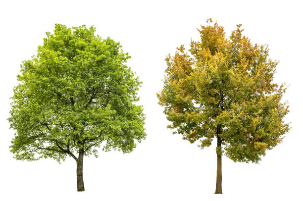 árbol de primavera verano otoño roble aislado fondo blanco - autumn oak tree sun fotografías e imágenes de stock