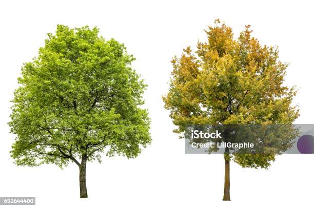 Spring Summer Autumn Oak Tree Isolated White Background Stock Photo - Download Image Now