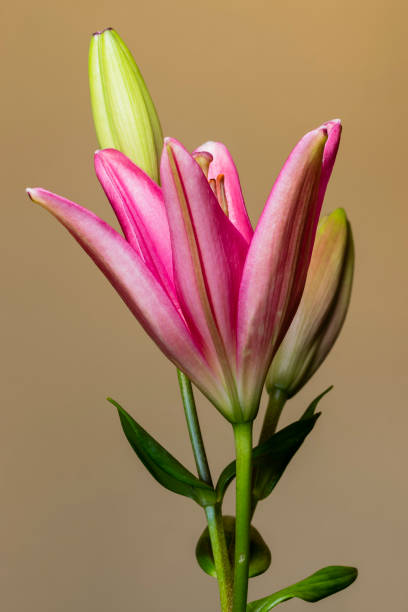 bellissimi gigli - flowers cove foto e immagini stock
