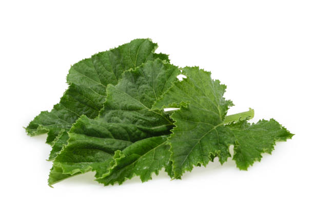 istock Close up green pumpkin leaf isolated on white 692645096