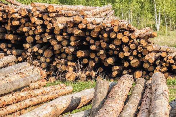 istock Pine logs in piles, sunny spring day. 692645158