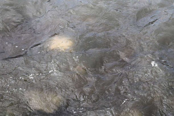 istock The bottom of a stream 692647566