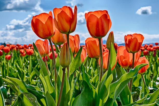 istock Red Tulips In The Field 692650748