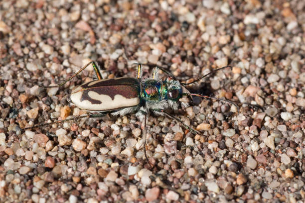 istock Endemic Colorado Great Sand Dunes Tiger Beetle National Park 692651602