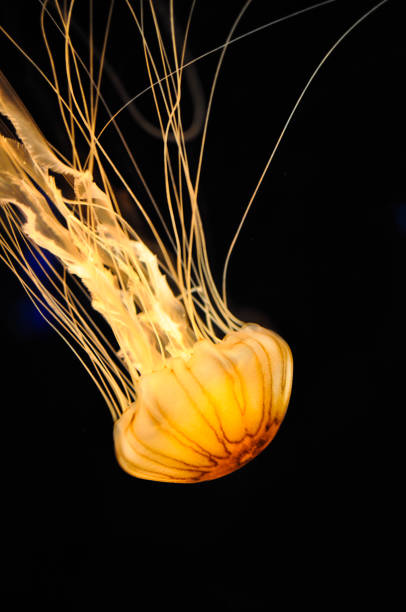istock Golden orange jellyfish in the dark 692651808