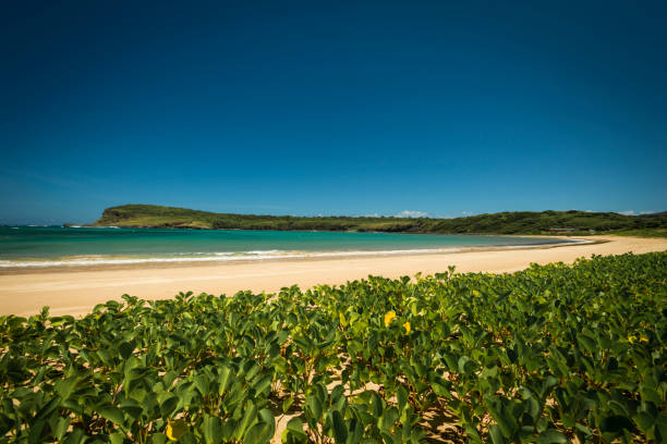 istock Fernando De Noronha - Brazil 692654210