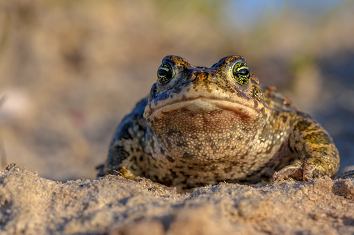 Frontal view of a Natterjack toad (Epidalea calamita) in natural sandy habitat. With blue sky and shallow DOF