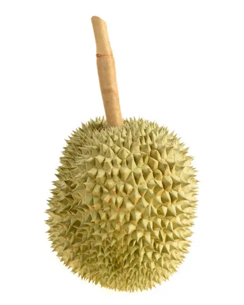 Durian fruit isolated on white background.