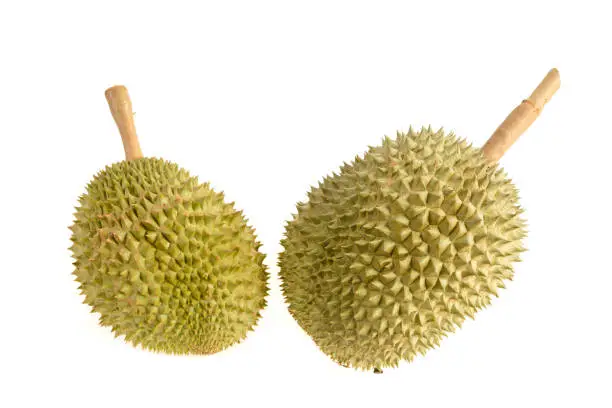 Durian fruit isolated on white background.