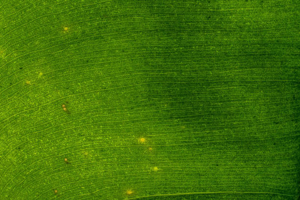 Leaf texture closeup