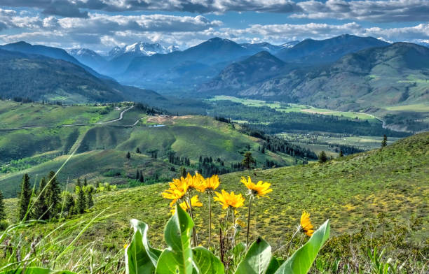 istock Arnica in alpine meadows with mountain view. 692666896